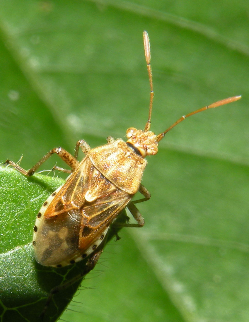 Stictopleurus sp